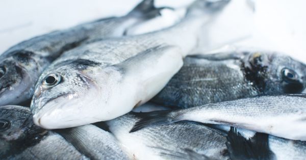 Як відрізнити зіпсовану рибу від свіжої